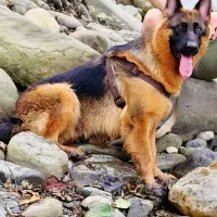 واگذاری ژرمن شپرد ماده