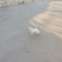 سگ پامر روباهی