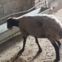 میش جوان و بز جوان ابستن