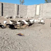 غاز و قوغاز واردک روسی|حیوانات مزرعه|مشگین شهر, |دیوار