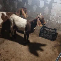 بز بزغاله پاکستانی نر پاکستانی دورگ سانان ماده|حیوانات مزرعه|دابودشت, |دیوار