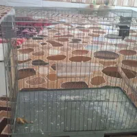 قفس مرغ عشق