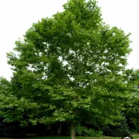 خرید فروش چوب