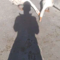 قو غاز محلی
