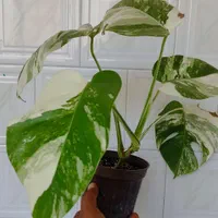 برگ انجیری ابلق/مانسترا ابلق/پنجه شیری ابلق|گل و گیاه طبیعی|سیستان, |دیوار