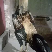 خروس لاری