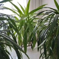 گلهای بزرگ و شاداب برا سالن های بزرگ|گل و گیاه طبیعی|نیشابور, ده حلاج|دیوار