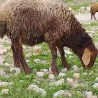 میش و بره هترو و شیشک همو