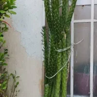 گل های طبیعی