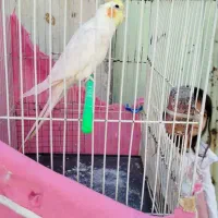 عروس هلندی نر|پرنده|مشهد, شهید قربانی|دیوار