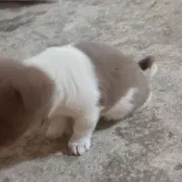 سگ پا کوتاه