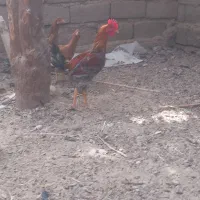 سه تا خروس دورگه|حیوانات مزرعه|جزنیک, |دیوار