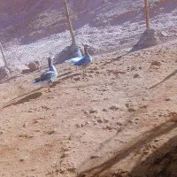 غاز