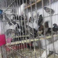 فروش زبرا.بنگالی.نرگسی.برزیلی.عروس هلندی|پرنده|بجنورد, |دیوار