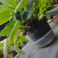 فروش گل بنفشه افریقایی|گل و گیاه طبیعی|قائم‌شهر, |دیوار