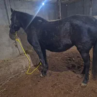 اسب مادیان 9ماه آبستن