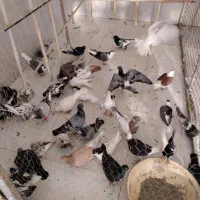 کبوتر سینه ساده .رنگی آلمانی کلاغ دم سفید ابلغ|پرنده|چناران, |دیوار