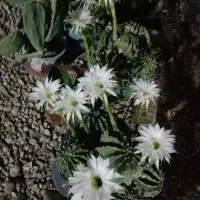 تعدادی گلدان کاکتوس و سانسوریا برای فروش|گل و گیاه طبیعی|بندر گناوه, |دیوار