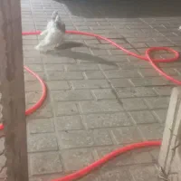 کبوتر طوقی|پرنده|محمدشهر, همایون ویلا|دیوار