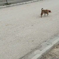 دهگلان