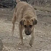 سگ گمشده|حیوانات|شاهرود, |دیوار