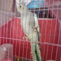 طوطی‌عروس|پرنده|رشت, حمیدیان|دیوار