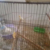 یک جفت قناری نرو ماده به همراه ۳تا قفس