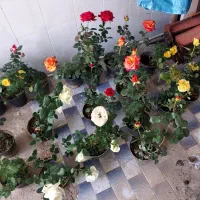 رز هلندی|گل و گیاه طبیعی|شیراز, ریاستی|دیوار