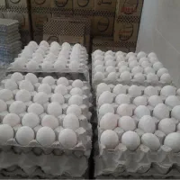 تخم مرغ درشت وتمیز