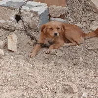 سگ ماده