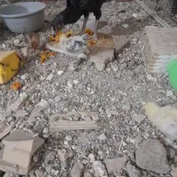 مرغ لاری