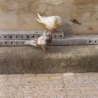 کبوتر|پرنده|گلپایگان, |دیوار