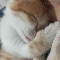 واگذاری بچه گربه|گربه|بجنورد, |دیوار