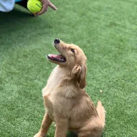 سگ گلدن رتریور