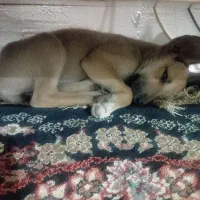 فروش|سگ|پاکدشت, پاکدشت (مامازند)|دیوار