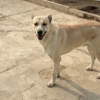 واگذاری سگ سرابی