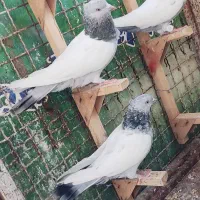کفتر ماده سینه سربندی 3عدد|پرنده|شیراز, نیستان|دیوار