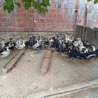 اردک دورگه مسکویی-پکنی