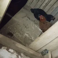 مرغ|حیوانات مزرعه|بیرجند, |دیوار