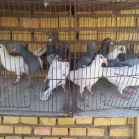 آلمانی|حیوانات|مشهد, کارمندان دوم|دیوار