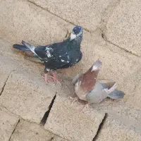 سرور نر و ماده