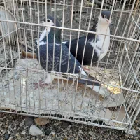 کبوتر ساده|پرنده|گنبد کاووس, |دیوار