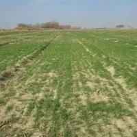 ۶/۵ هکتار زمین دیم روستای سلطان آباد