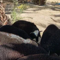 فروش10راس بره نر