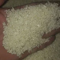 نیم دانه هاشمی درجه یک کیلویی۱۶۰هزارمقدار ۶۵کیلو