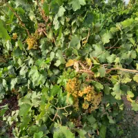 باغ ویلا تاکستان شهرک اک|فروش خانه و ویلا|اسفرورین, |دیوار