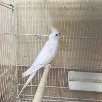 عروس آلبینو نر آماده