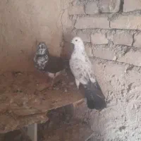 کبوتر تهرانی|پرنده|کوهدشت, |دیوار