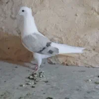 کبوتر‌۳عدد‌نر‌پشدار‌خوشرنگ‌‌سرخ‌دمسیاه|پرنده|الوند, |دیوار