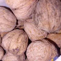 گردو روغنی نوراباد